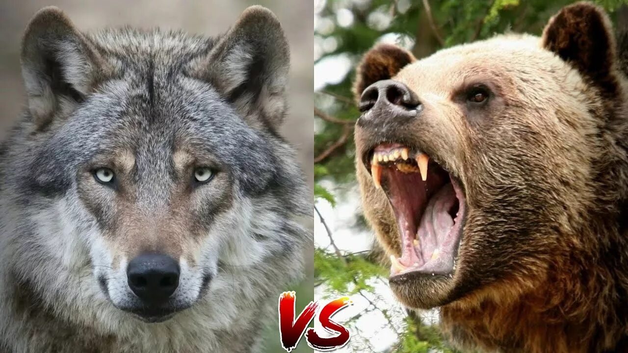 Волк против медведя. Медведь Гризли против Волков.