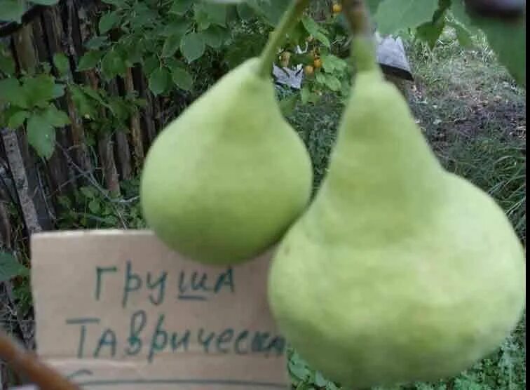 Груша таврическая описание фото - Arhids.ru