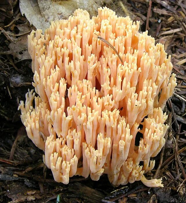 Ramaria sp. Коралловый рогатик гриб. Рогатик желтый рамария желтая. Коралловый рогатик гриб. Рамария гроздевидная.