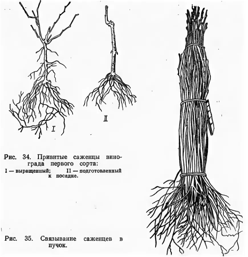 Плохая корневая система. Саженцы с оголенной корневой системой. Схема выкапывания саженца. Выкопка и хранение посадочного материала. Пучок саженцев.