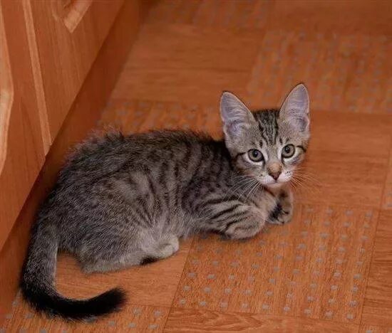 Как выглядит котенок в 2. Кот 2 месяца. котёнокотёнок 2 месяца. котенок 2.5 месяца. 2 месячные котята.