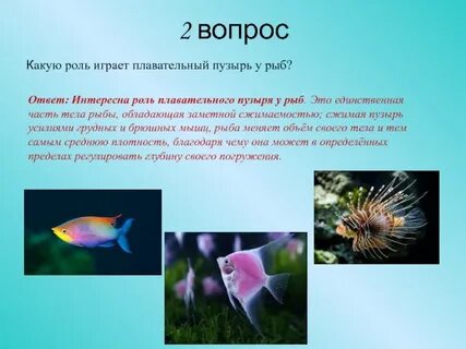 Какую роль играет плавательный пузырь