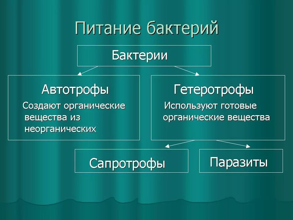 Группа автотрофных организмов. Питание бактерий 6 класс биология. Питание бактерий 6 класс схема по биологии. Питание бактерий грибов и животных. Способы питания бактерий.