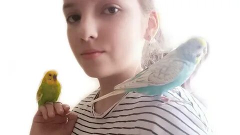 Адаптация попугая