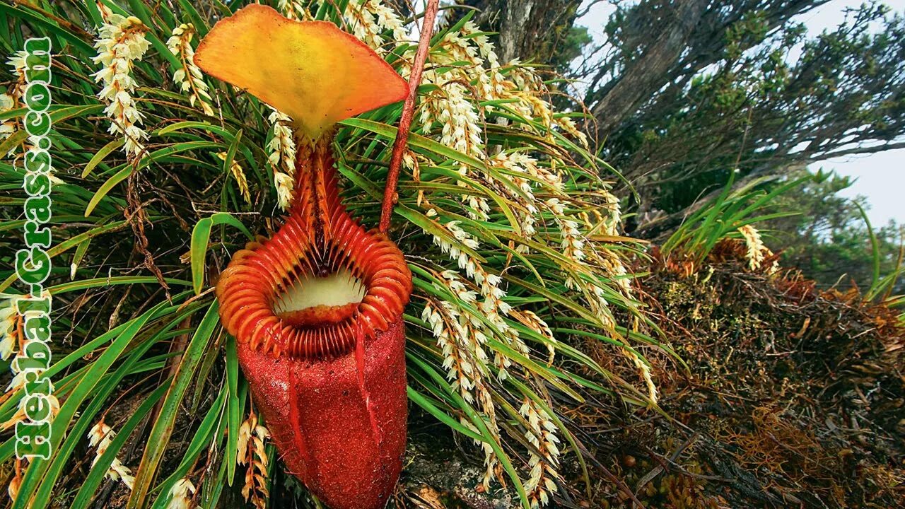 Непентес аттенборо. Непентес аттенборо (nepenthes attenboroughii). Непентес аттенборо цветок. Непентес раджа растение. Непентес растение хищник.