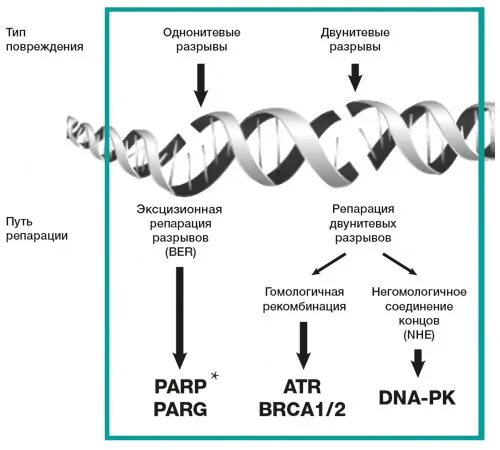 Разрывы цепи днк. Мутация Гена brca1. Гены репарации ДНК. Однонитевые и двунитевые разрывы ДНК. Репарация двунитевых разрывов ДНК.