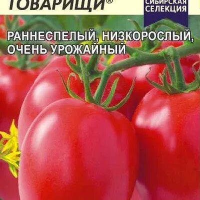 Томат сорт верный. Томат друзья товарищи семена алтая. томат верные друзья. томат верный. томат новогодний.