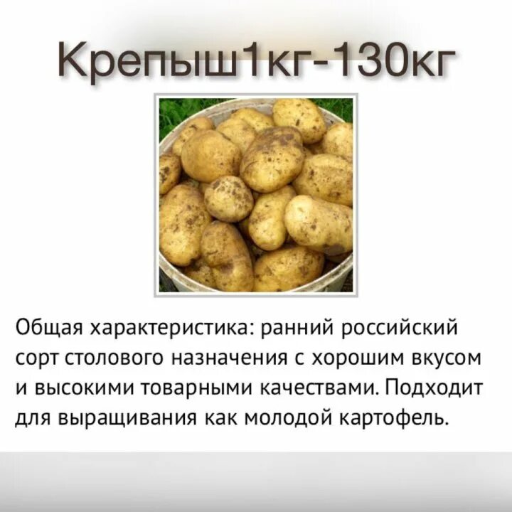 Картофель крепыш. Картофель семенной ранний сорта. Сорт картофеля крепыш характеристика. Сорт картофеля крепыш характеристика. Картофель крепыш описание.