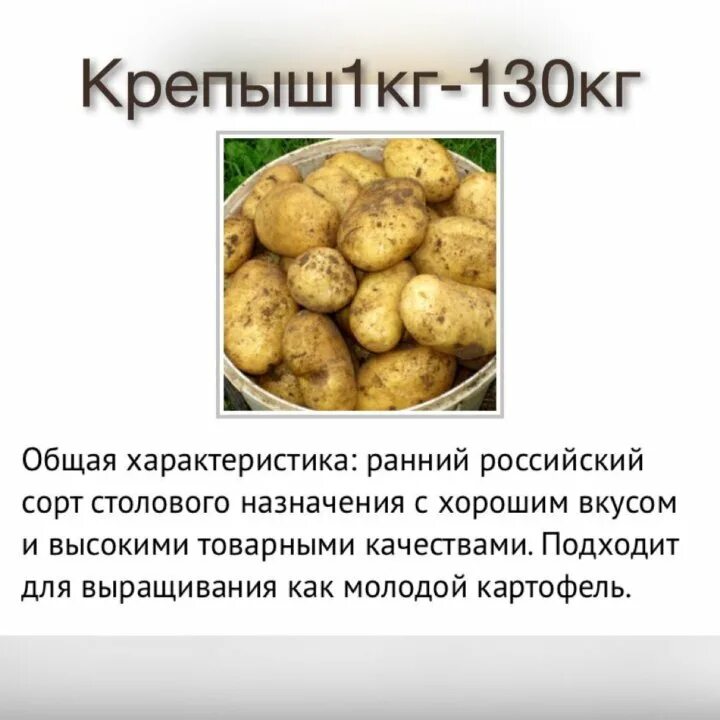 Крепыш сорт картофеля характеристика. Сорт картофеля Крепыш. Селекция картофеля сорта. Характеристика картофеля.