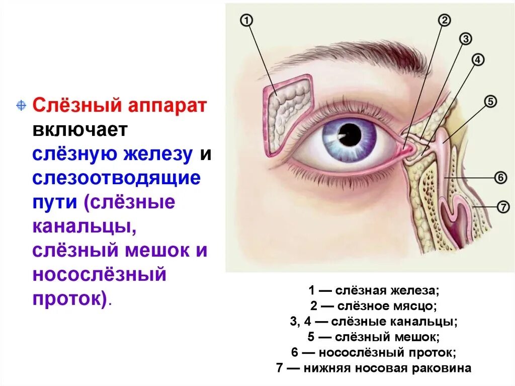 Слезный канал форум. Слезный аппарат глаза слезная точка. Строение глаза слезный мешочек. Строение глаза человека слезный мешок. Строение слезных канальцев.