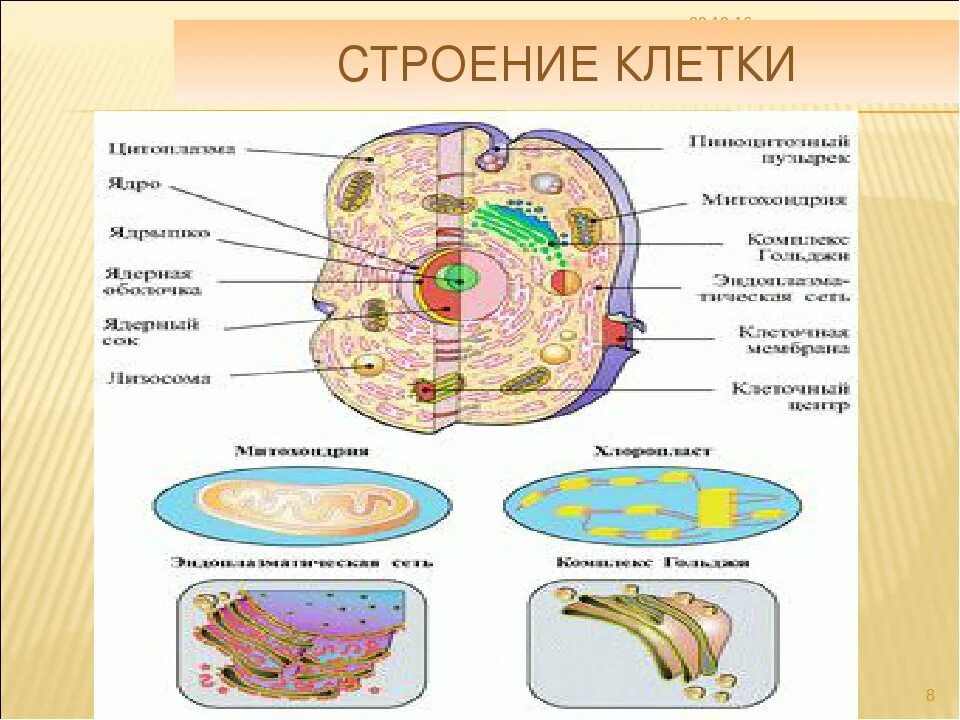 Строение клетки клеточные центры. Биологическая клетка строение. Строение клетки 8 класс биология рисунок. Структура клетки биология. Клетка биология строение.