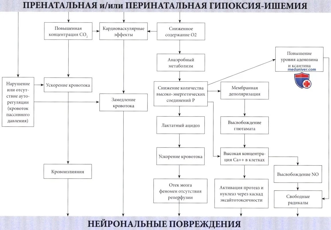 Ишемически гипоксическое поражение головного. Энцефалопатия новорожденных патогенез. Перинатальные повреждения ЦНС патогенез. Патогенез гипоксически ишемической энцефалопатии. Гипоксически-ишемическая энцефалопатия у новорожденных патогенез.