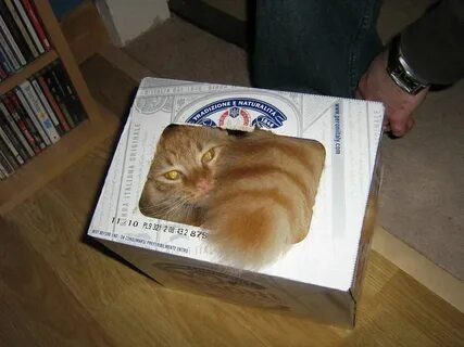 Кот в которой коробке