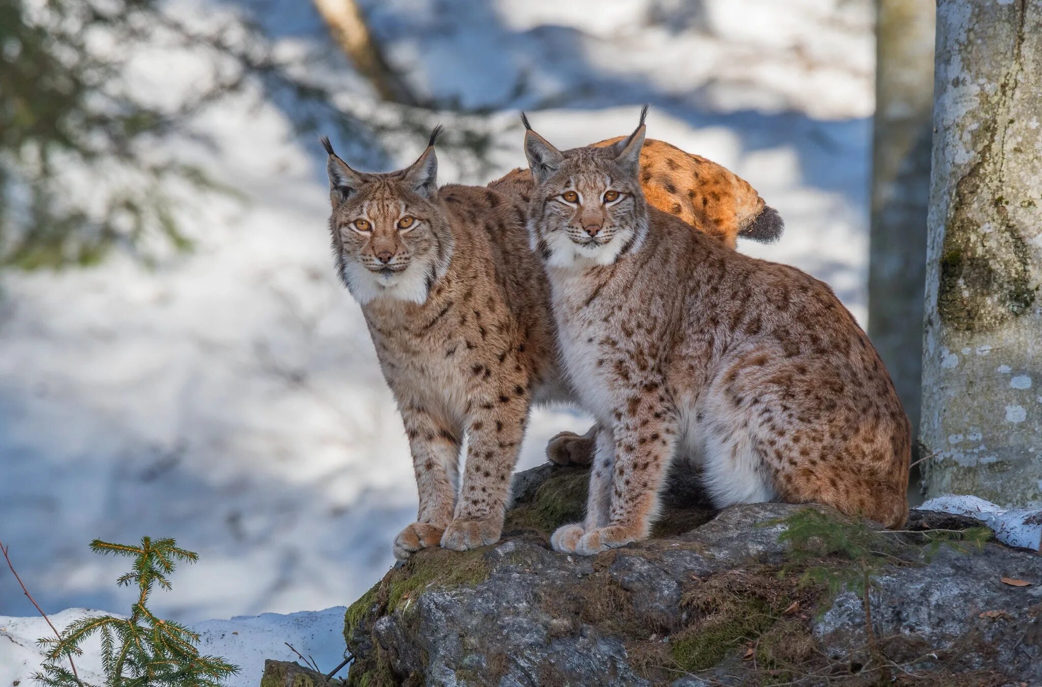 Lynx Рысь. Обыкновенная Рысь Lynx Lynx. Рысь Горная Шория. Обыкновенная (Евразийская) Рысь. Комплект рысь