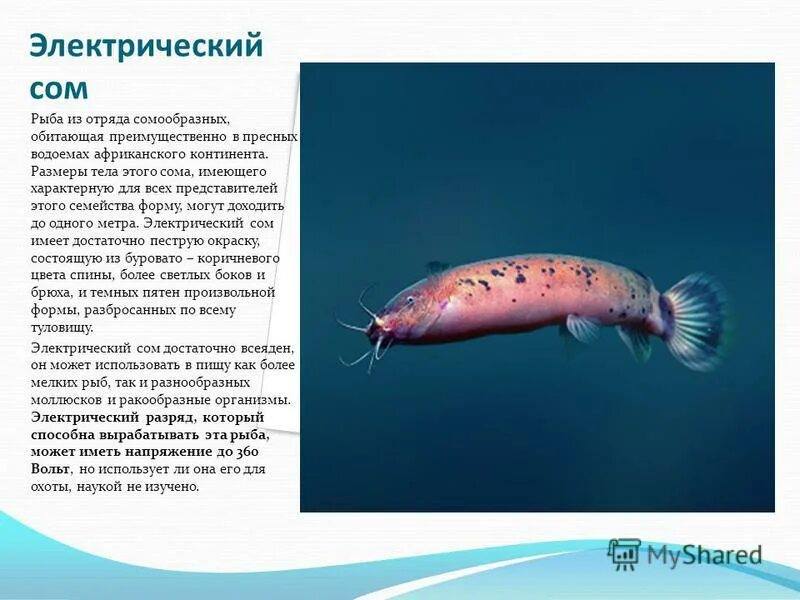 птицы жители водоема. животные живущие в водоемах. животные живущие в пресной воде. обитатели пресных водоемов. обитают преимущественно в водоемах.