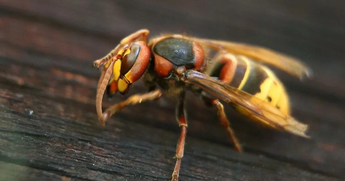 Tremex columba