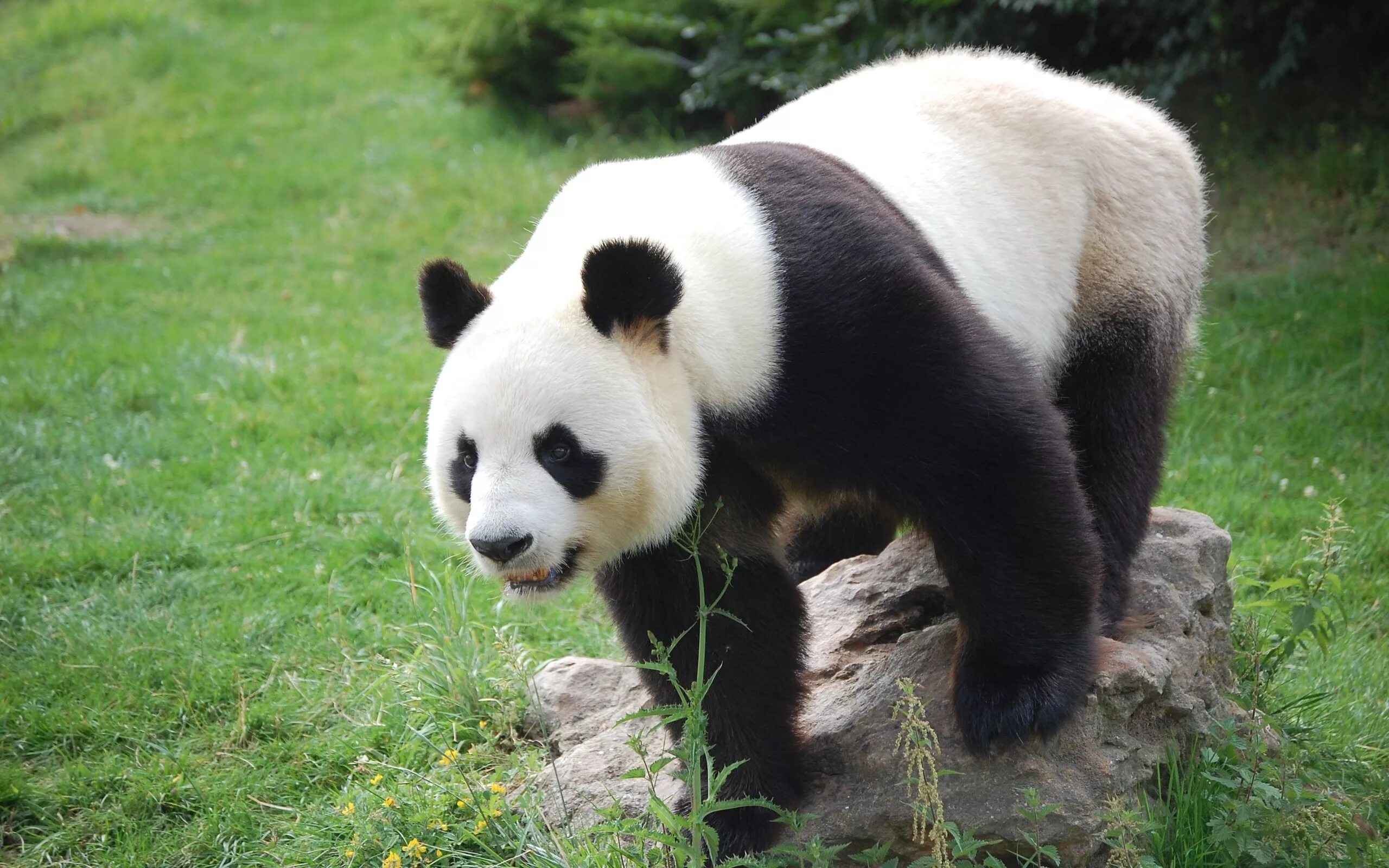 Большая Панда или бамбуковый медведь. Млекопитающие Панда. Очковая Панда. Панда бамбуковый медведь. Большая панда медведь