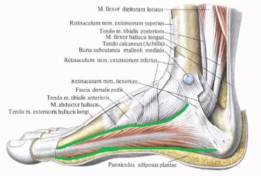 Foot muscle. Стопа анатомия строение сухожилия и мышцы. Стопа анатомия мышцы связки фасции. Голеностопный сустав сухожилия анатомия строение. Анатомия стопы связки и сухожилия.