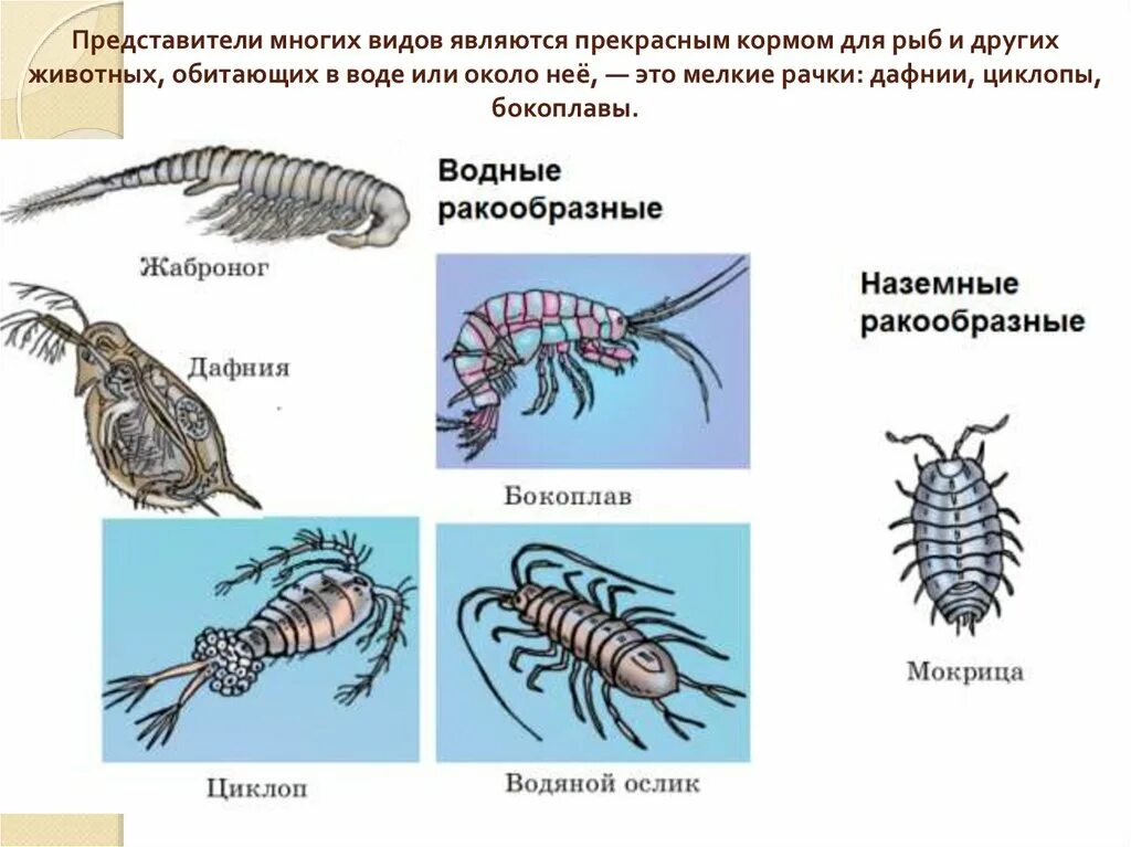 Какой тип развития характерен для речного рака. Членистоногие ракообразные представители. Ракообразные низшие дафнии и циклопы. Основные представители ракообразных. Представители класса ракообразные.