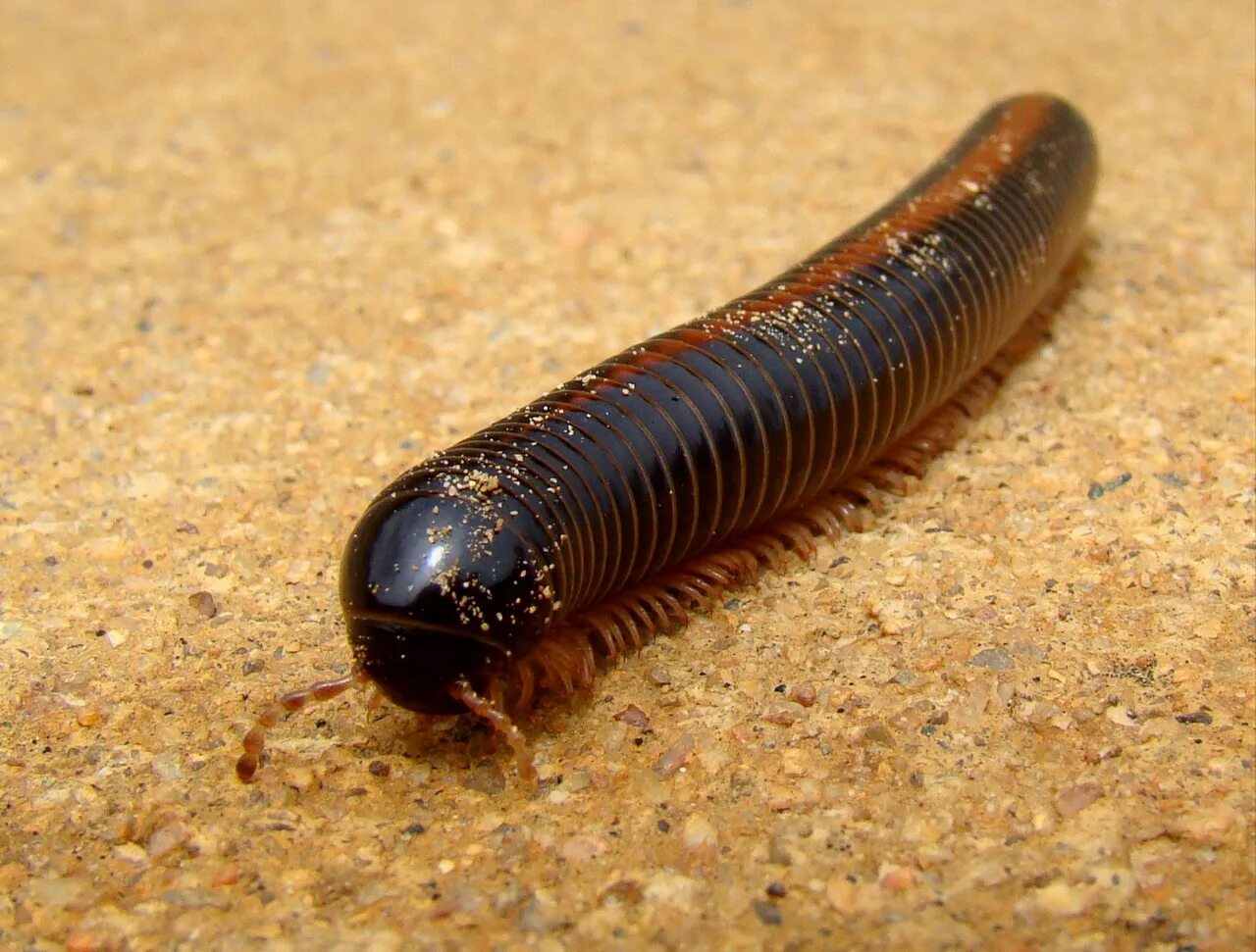 Гигантский Африканский кивсяк. Мадагаскарский кивсяк. Многоножка Millipede.