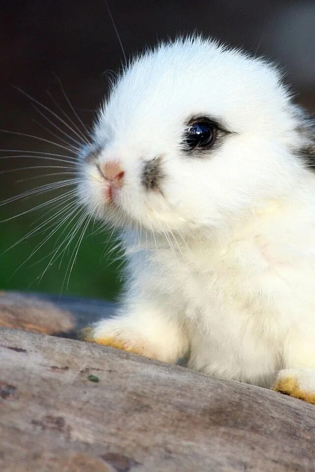 Японская летяга момонга. Самого милого животного в мире. Самые милые животные. Самого милого животного в мире. Самые маленькие животные.