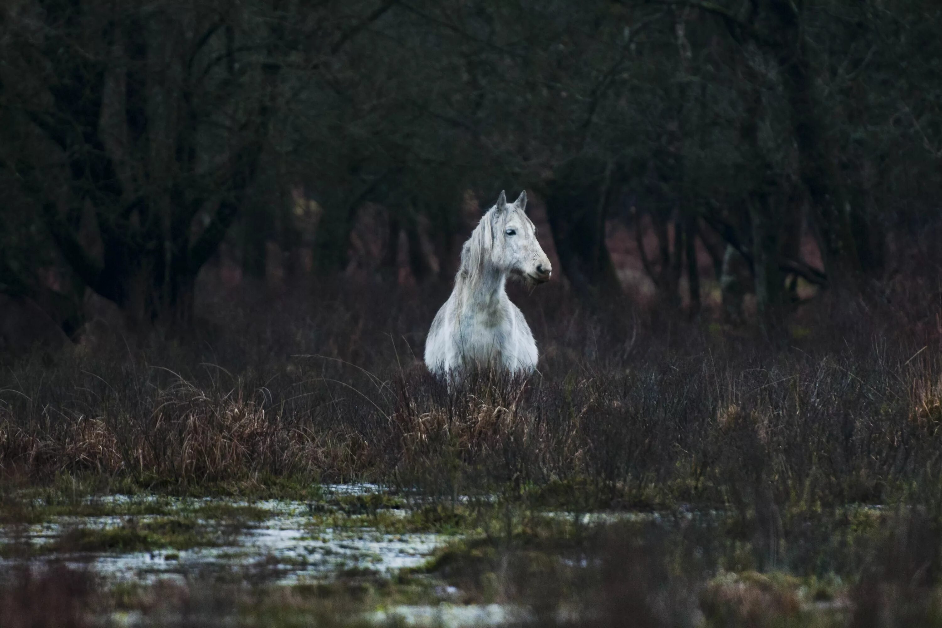 Лошадь в лесу. Лошадь в лесу Эстетика. Белая лошадь в лесу. Кони в лесу Эстетика.
