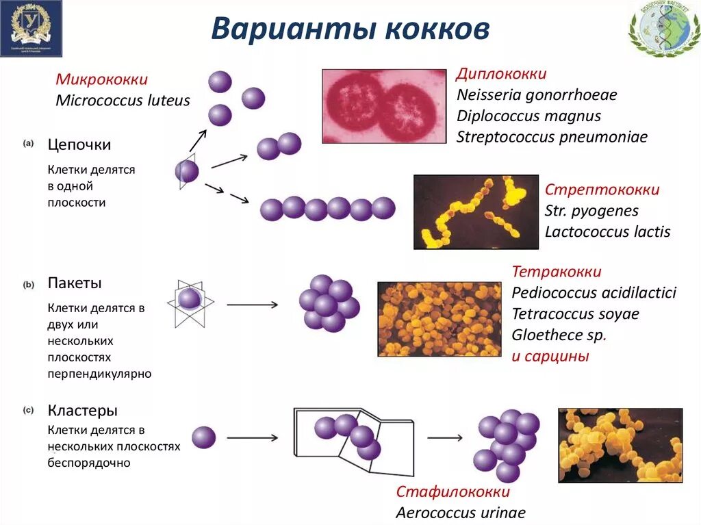 Патогенные кокки. Грамположительные кокки. Формы бактерий микробиология кокки. Формы кокков стафилококки стрептококки. Микробиологический атлас патогенные кокки. Что такое коки в медицине