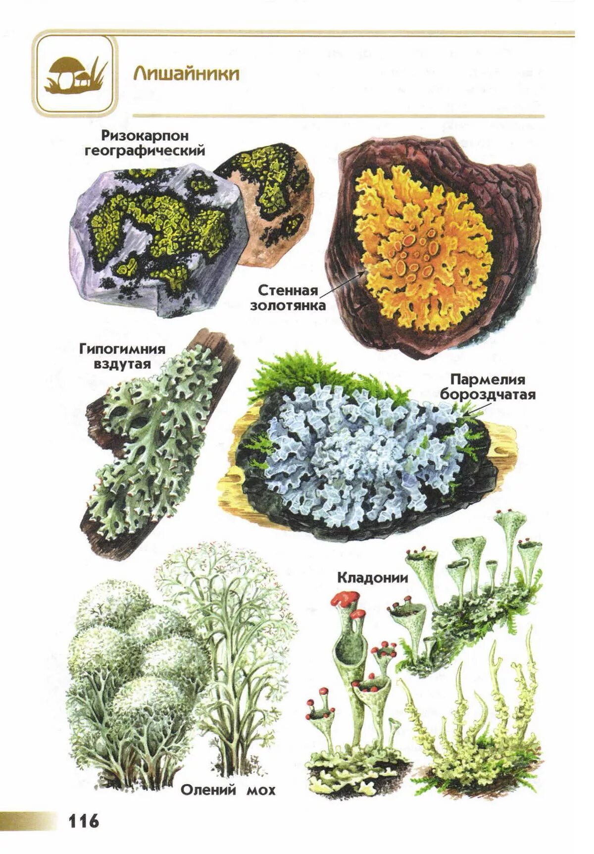 Лишайники 4 класс. Лишайники средней полосы. Атлас-определитель от земли до неба лишайники. Определитель лишайников. Виды мхов и лишайников
