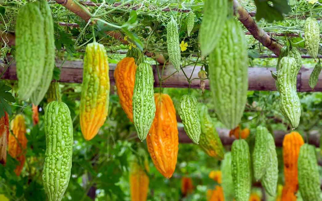 Bitter Gourd Seeds - HYBRID NAYAN LONG - Bitter Melon - 10 Organic Seeds #thesee