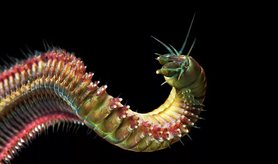 Статус нереиды 5 букв. Калипсо богиня моря. Энн стоукс картины русалка. Многощетинковый кольчатый червь нереис. Морские многощетинковые кольчатые черви.