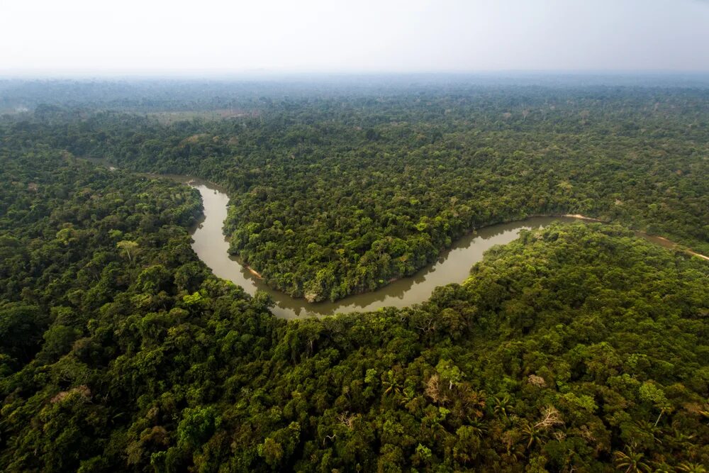 The amazon rainforest is a