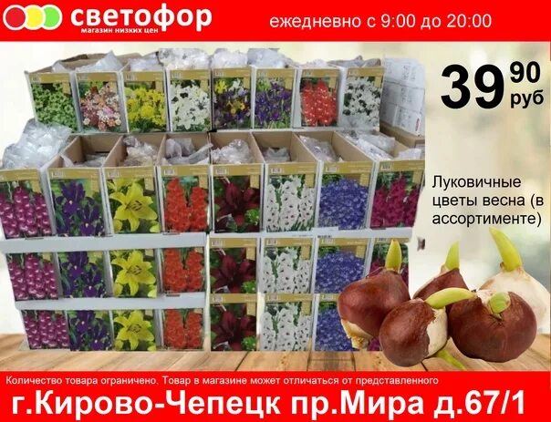 Светофор кирово чепецк. Луковичные в светофоре. луковичные цветы в светофоре. магазин светофор луковицы цветов. цветы луковичные в магазине светофор.