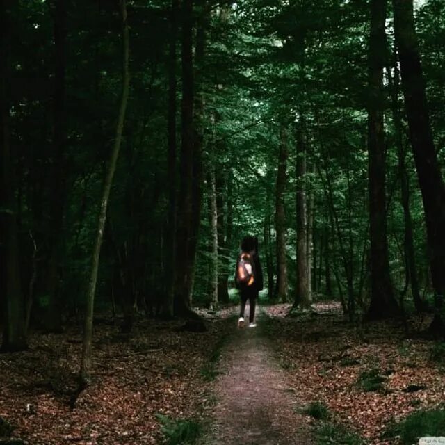 V les. Грязь в джунглях. V les. Деревья для экспозиции. Лилла кроуфорд красная шапочка.