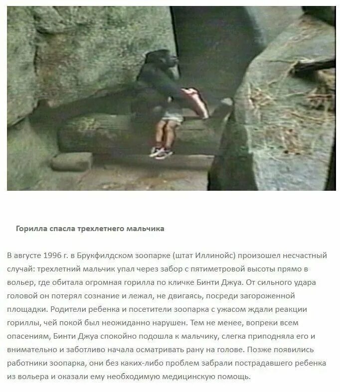 Спас животное рассказ. Случаи спасения людей животными. история про животных которые спасли людей. удивительные люди история. рассказ о спасении животных.