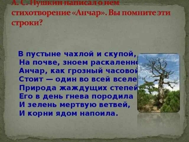 Сюжет стихотворения анчар. Дерево анчар пушкин. анчар стихотворение пушкина. анчар пушкин стихотворение. природа жаждущих степей его в день гнева.