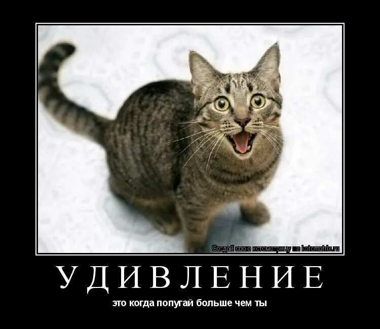 Настенька прикол. Анекдоты про алкашей. Афоризмы про удивление. Удивление демотиватор. Три анекдота.