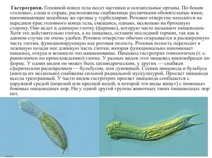 Головной конец