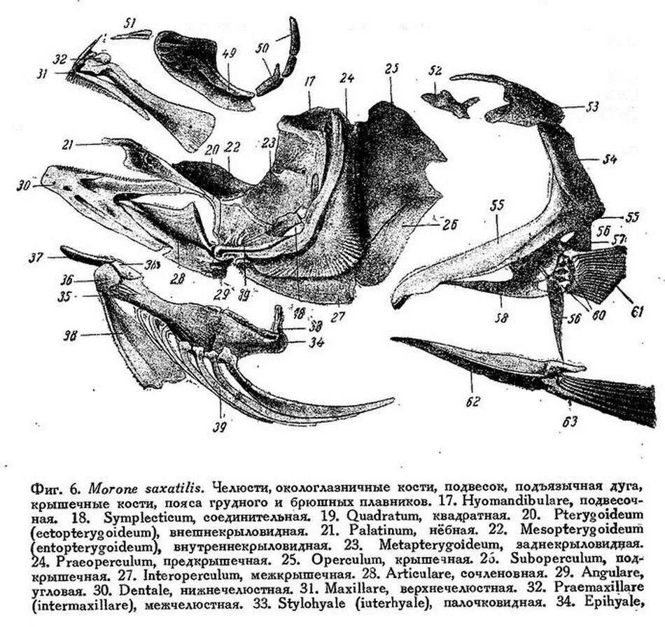 строение рыбы схема. опорно двигательная система костных рыб. подъязычная кость животных строение. есть ли у рыб шея. строение жабр рыб.