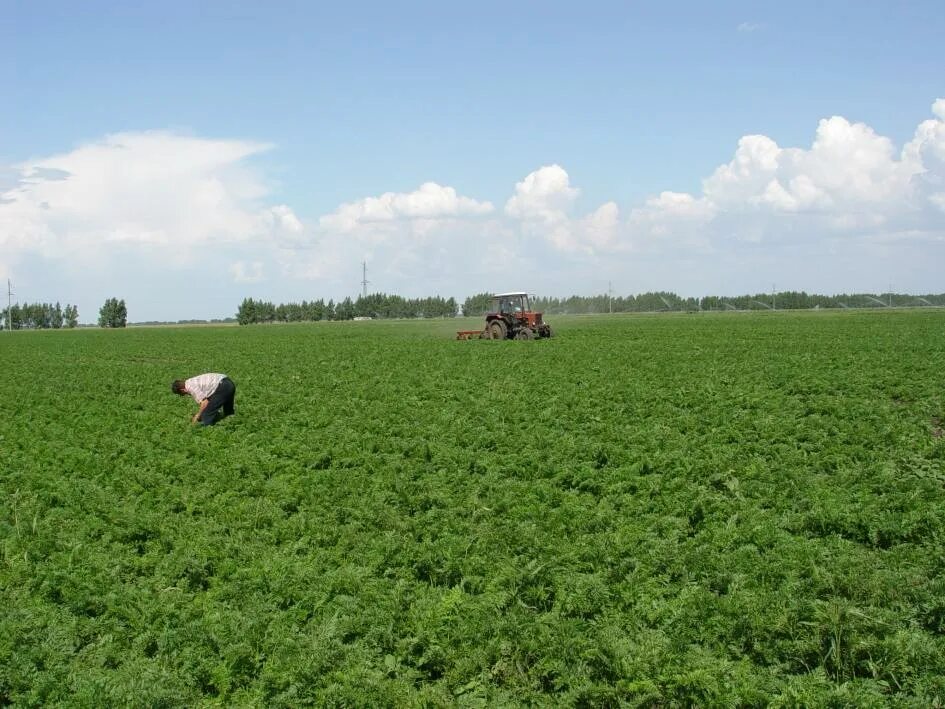 Морковь в огороде. Уборка моркови. Поле морковки. Морковь на грядке. Поле морковки.