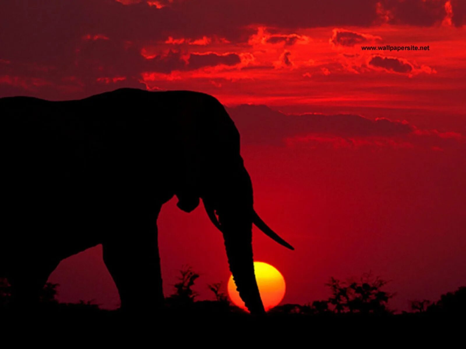 Красный слоник. Слоны. Слоны на закате. Животные на Красном фоне. Фон слоны.