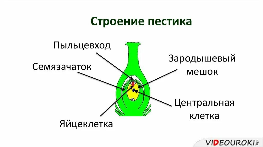 Нижняя расширенная часть пестика. Пестик строение зародышевый мешок. Строение тычинки покрытосеменных. Строение зародышевого мешка цветковых растений. Семязачаток покрытосеменных растений.