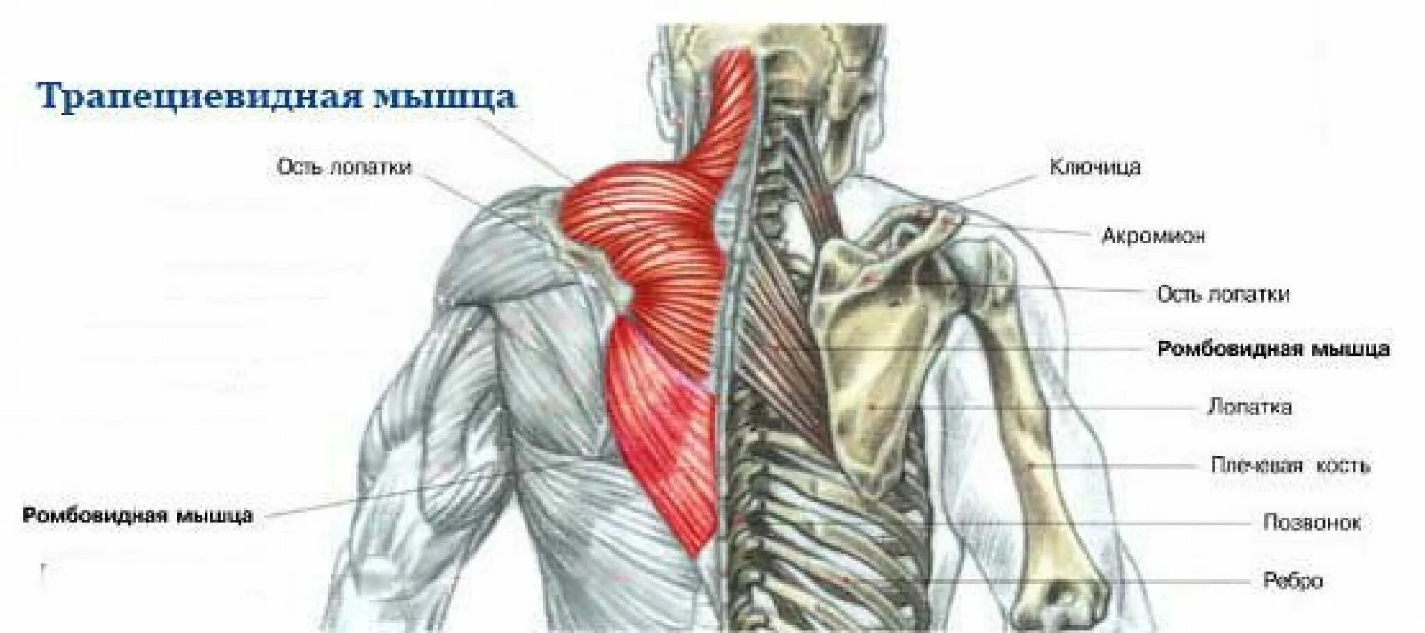 Трапециевидная функция. Трапециевидная мышца. Трапециевидная мышца спины. Строение трапециевидной мышцы. Пучки трапециевидной мышцы.