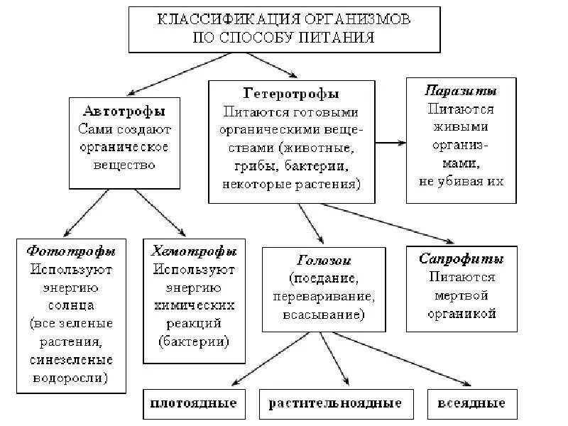 Типы питания клеток 9 класс. Схема способы питания живых организмов. типы питания клеток схема. типы питания клеток таблица. типы питания живых организмов схема.
