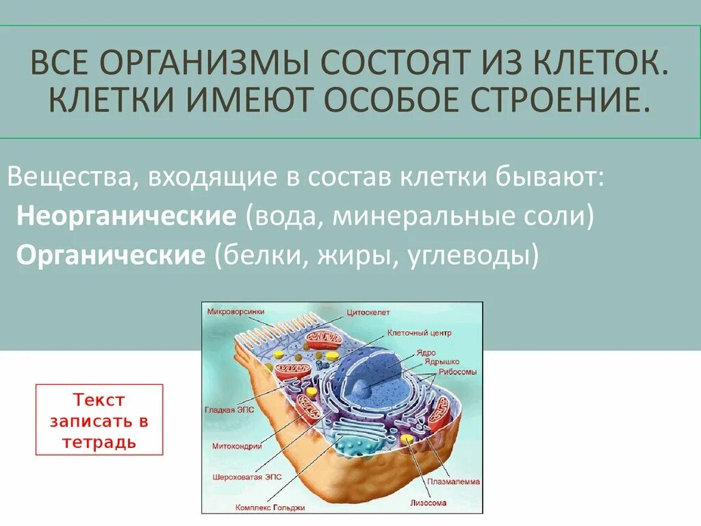 Какие элементы входят состав клетки. Состав клетки. Клетка состав клетки. Строение и химический состав клетки. Организм состоит из клеток.