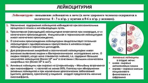 Лейкоциты в моче после антибиотиков