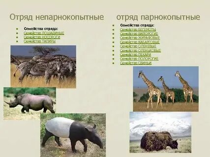 Парнокопытные и непарнокопытные