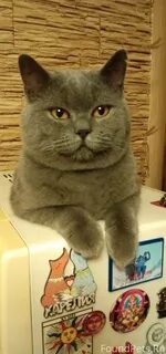 К кастрату раз пришел