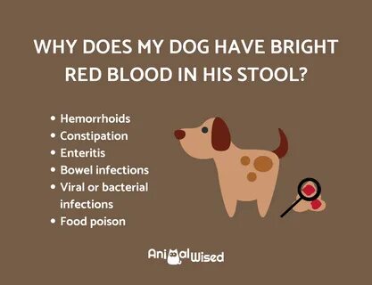 Dog blood