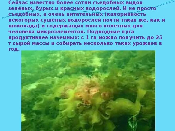 Водоросли нори польза. Вредные и полезные водоросли. Сообщение о съедобных водорослях. Польза и вред водорослей. Доклад о водорослях нори.