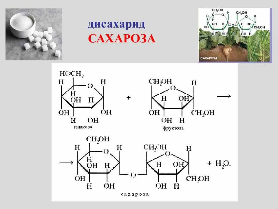 Третий экзамен сахарозы